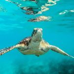 Top 10 Barbados